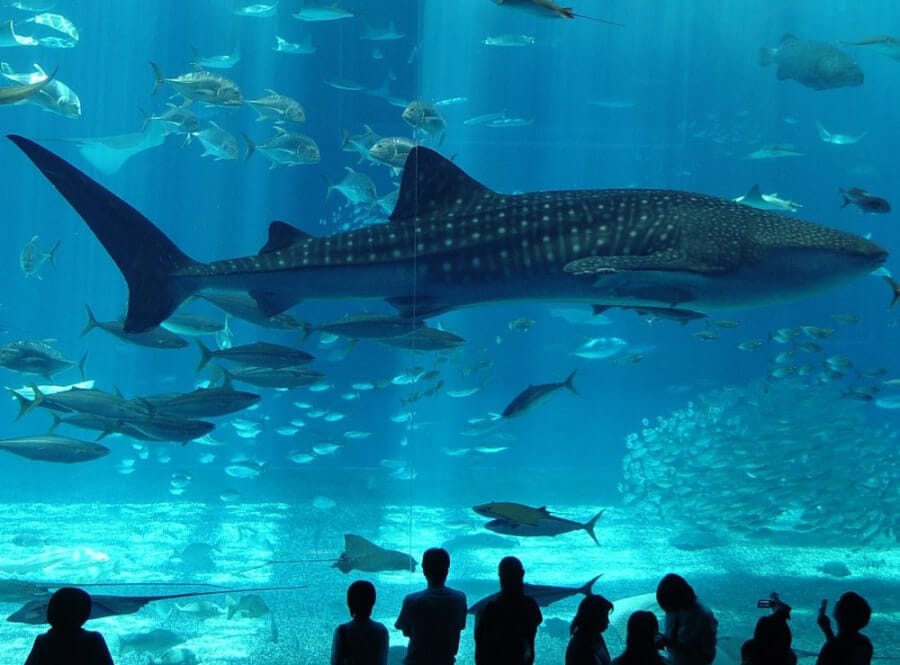 istanbul-aquarium_1658441405